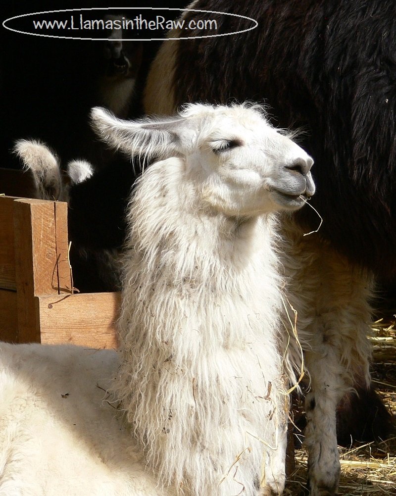 sunbathing llamas