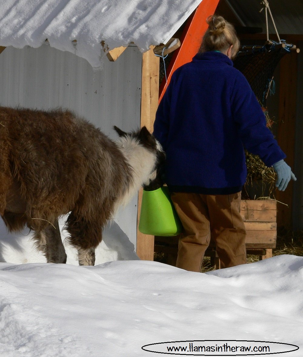 feeding llamas in winter