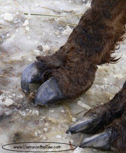 llama and alpaca toenails