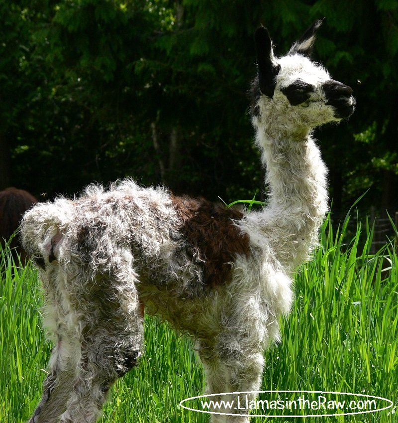 newborn llama