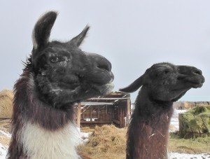 llama seeking new home