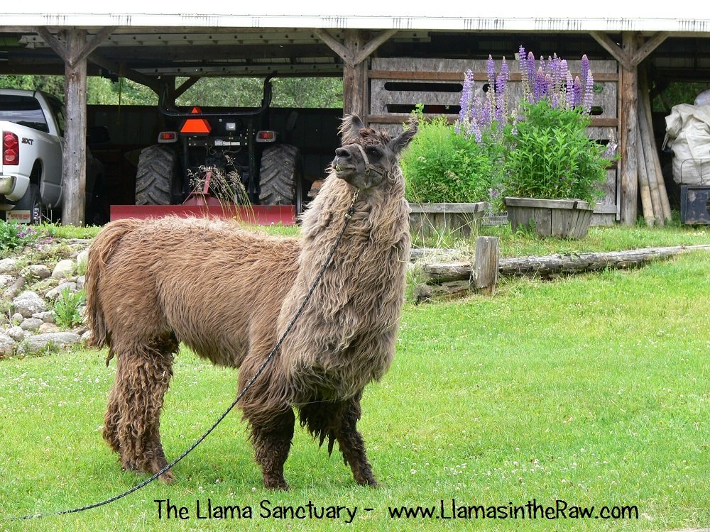 llama tiva grazing on tether