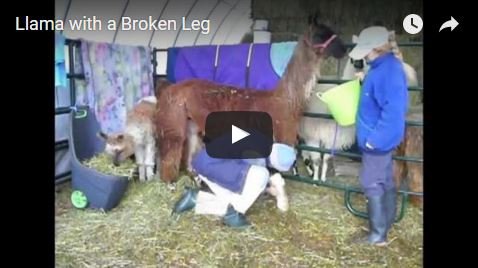 caring for sick and injured llamas and alpacas