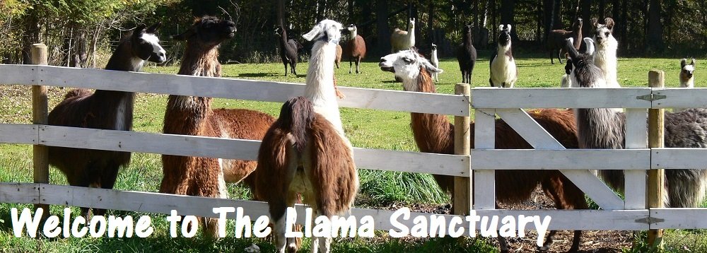 llama and alpaca rescue in canada