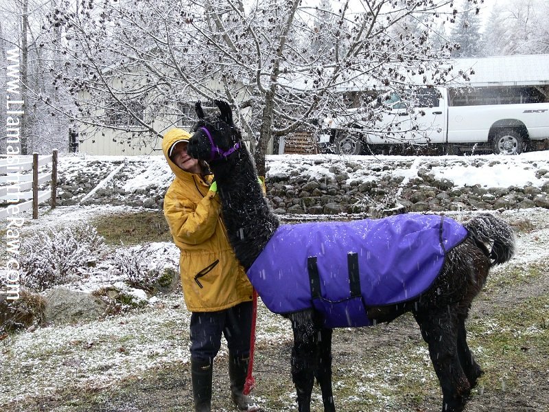 Georgie llama arrives in snow wearing coat