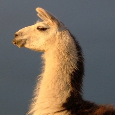 best picture of a noble llama at The Llama Sanctuary