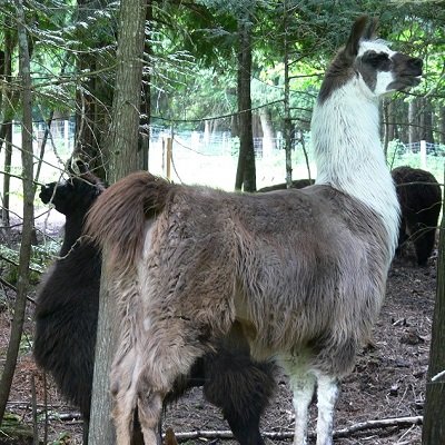 what happens to a llama when owners get divorced