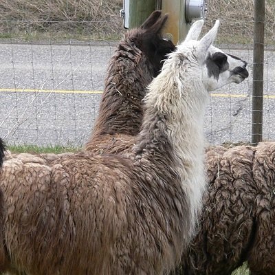 all about llamas 