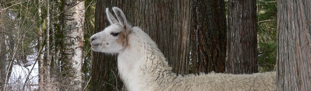 A Warm Llama Welcome to Newcomers