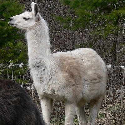 llama rubbing on fence at The Llama Sanctuary