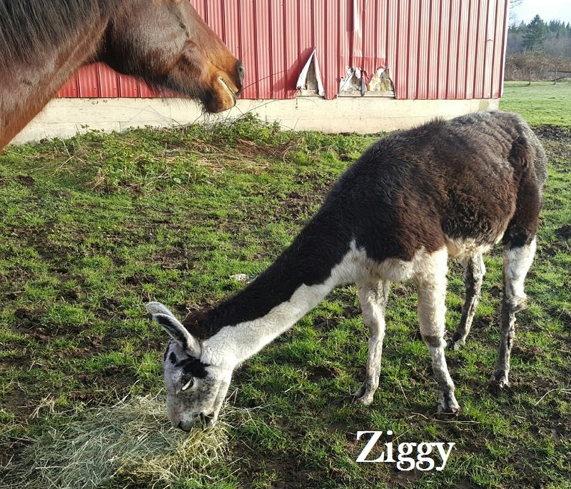 Ziggy llama in Langley British Columbia looking for a home