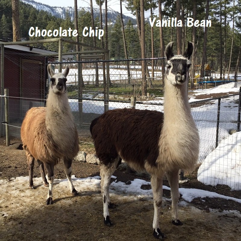 llamas in British Columbia with strong facial markings