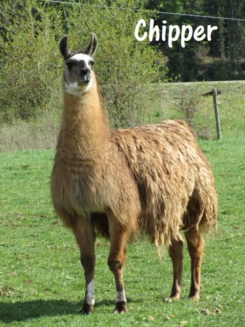 Chipper another llama looking for a home 2016