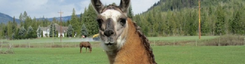 llama home required in Canada