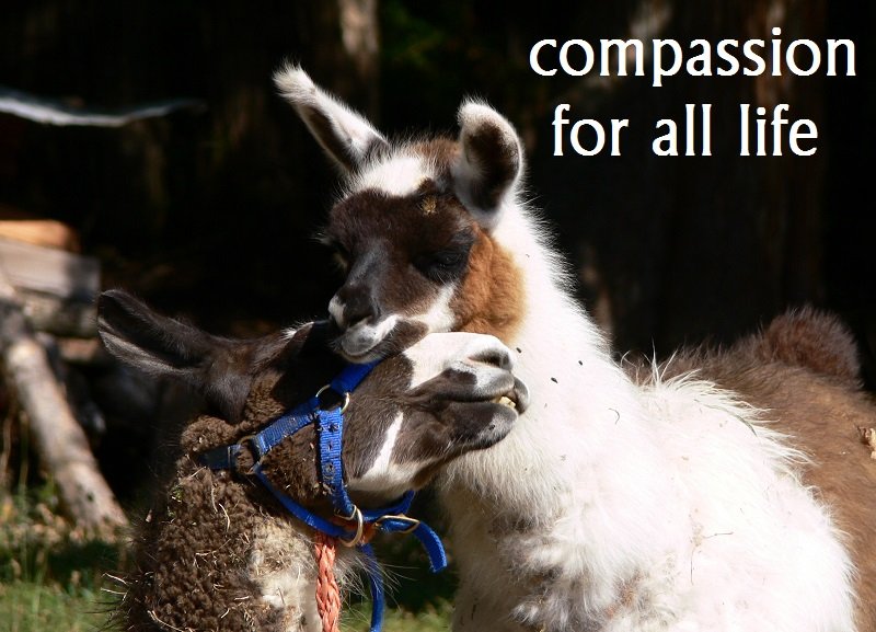 rescued llamas in British Columbia
