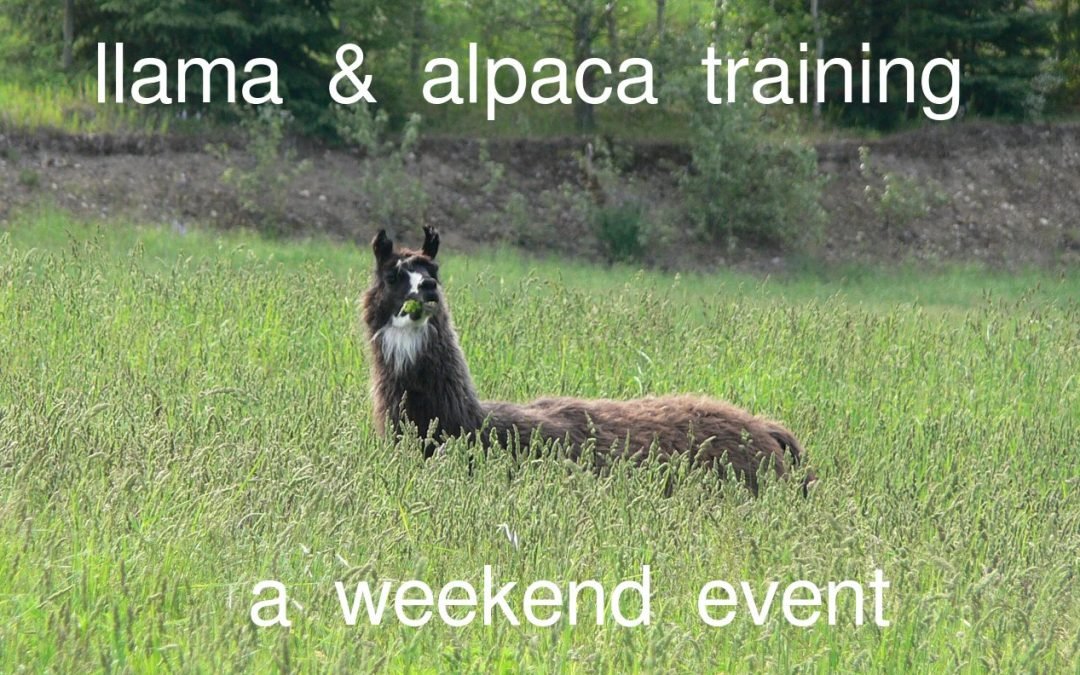 Llama Alpaca Training Weekend