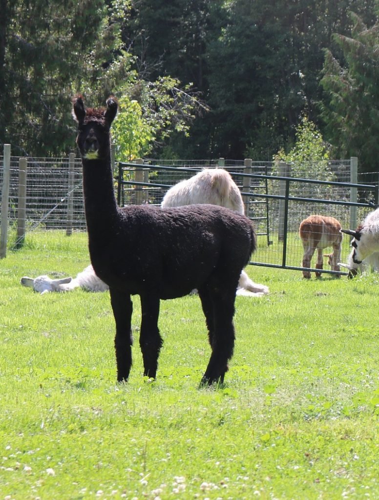 black llama shorn The Llama Sanctuary