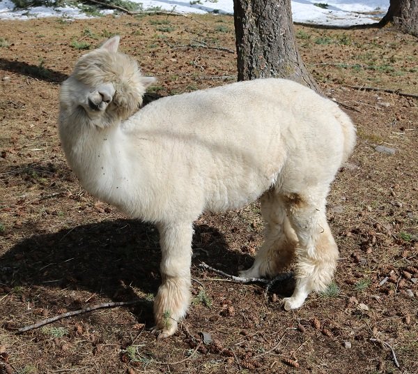 all about alpacas