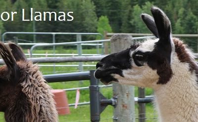 Llamas Seeking New Homes – June 2020