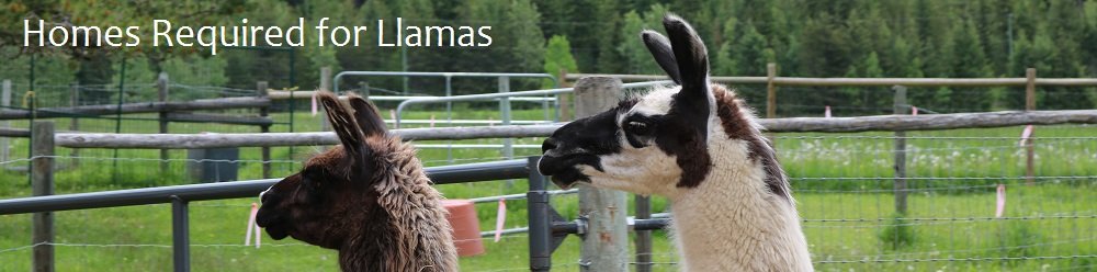 Llamas Seeking New Homes – June 2020
