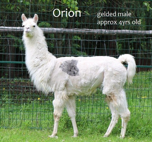 4 year old male llama Orion seeks new home, British Columbia