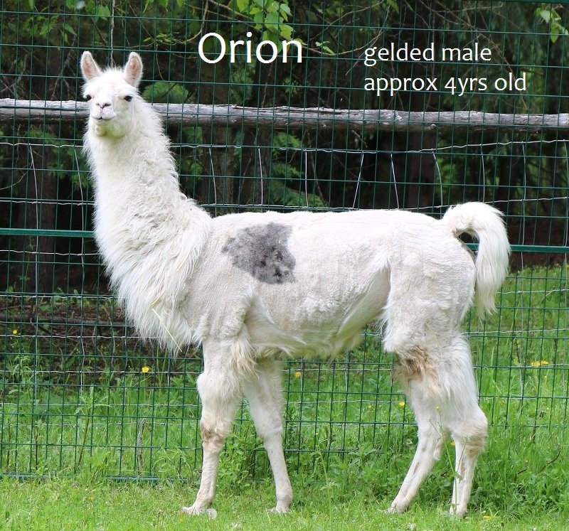 gelded male llama Orion seeks new home