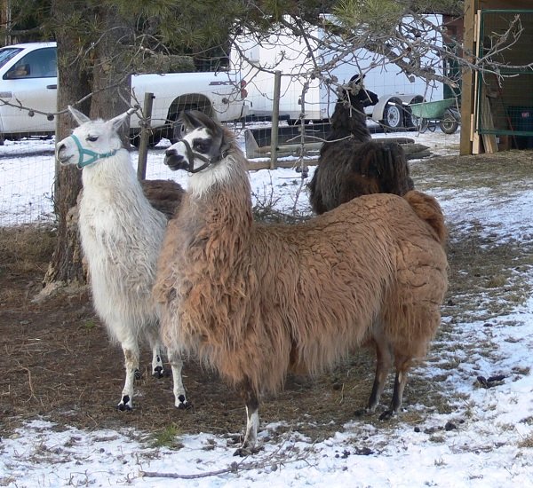 The Llama Sanctuary finding forever homes for llamas in need