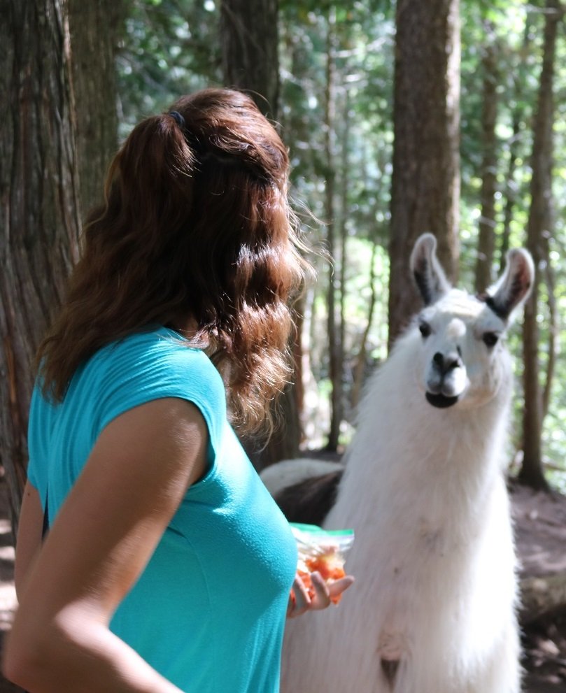 hang out with the llamas in the shady Grove