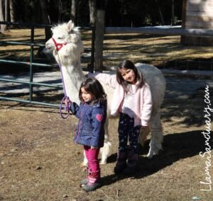 Magical Alpacas