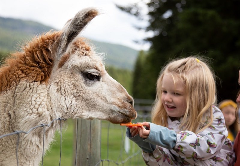 the thrill of feeding a llama