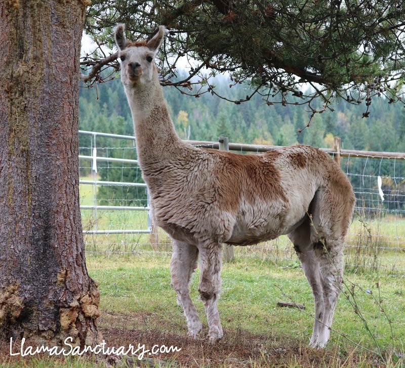 Llama attacked and severely wounded by a bear makes good recovery at The Llama Sanctuary