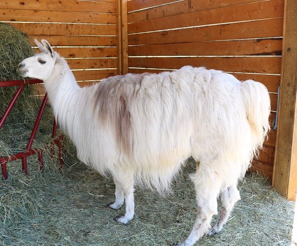 Manna magnificent ccara llama at The Llama Sanctuary
