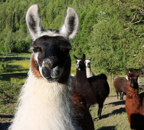 Calypso and tribe in The Llama Sanctuary