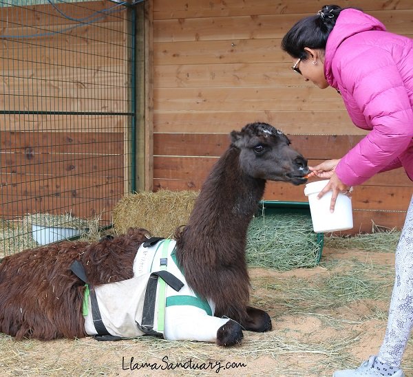 Lenny the llama has a broken leg, but still welcomes visitors