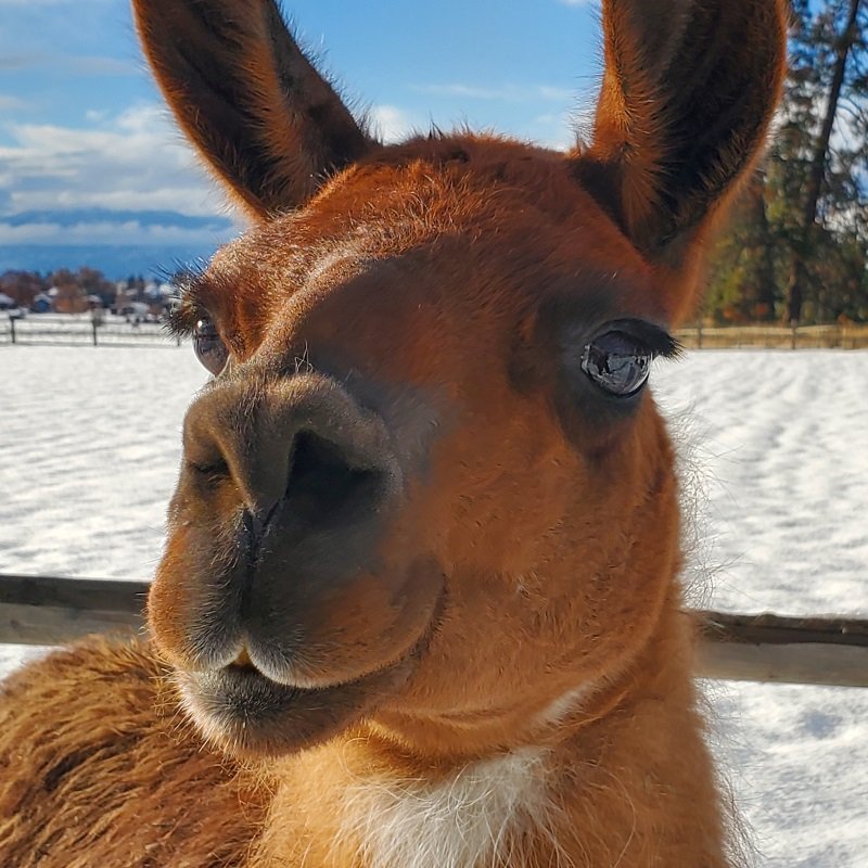 Help Boutique raise her portion of expenses of relocating The Llama Sanctuary by donating today!