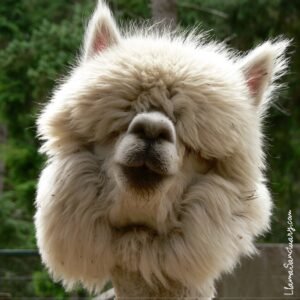 Help Gemmy raise her portion of expenses of relocating The Llama Sanctuary by donating today!