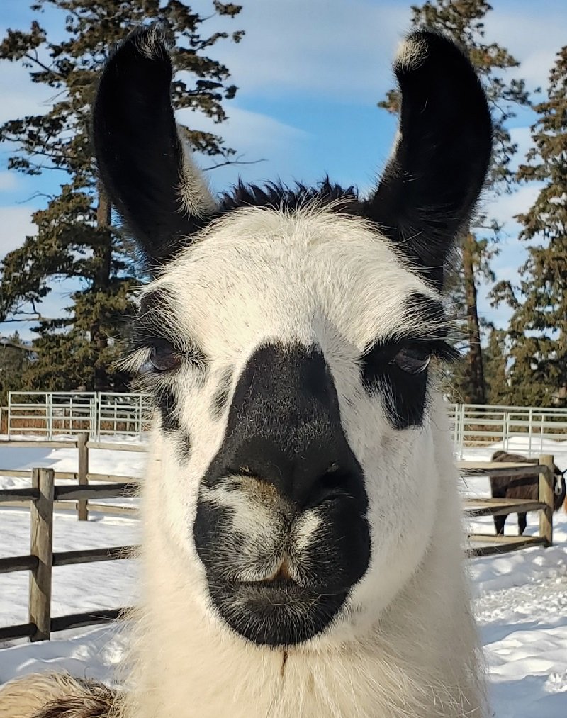 llama Lilium beautiful facial markings