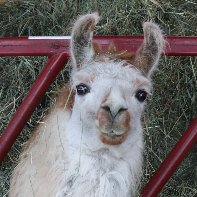 Help Meadow raise her portion of expenses of relocating The Llama Sanctuary by donating today!