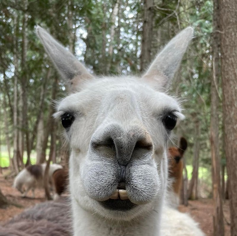 Help Paul raise his portion of expenses of relocating The Llama Sanctuary by donating today!