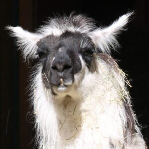 Help Poppins raise her portion of expenses of relocating The Llama Sanctuary by donating today!