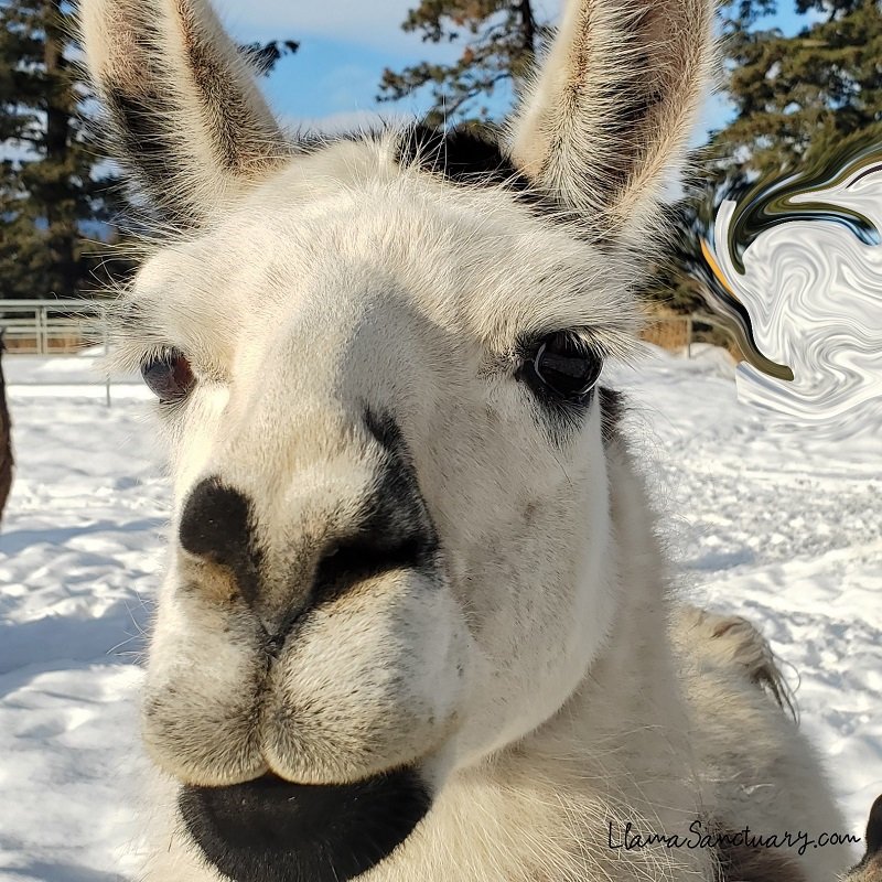 Help Tantoo raise his portion of expenses of relocating The Llama Sanctuary by donating today!
