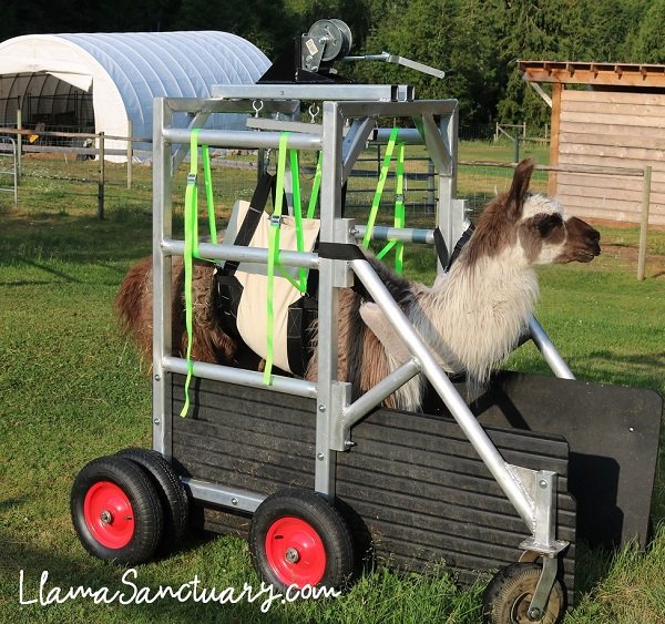 llama in a wheelchair built by donations