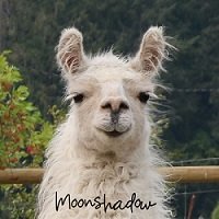 Moonshadow llama on the mend at The Llama Sanctuary