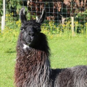 Afrika - the oldest llama in The Sanctuary