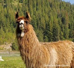 Amigo is a large very woolly llama. Crippled with arthritis but loving life