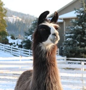 Bella llama retired to The Llama Sanctuary