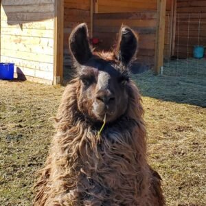 One of 4 llamas living wild in British Columbia and now living the good life at The Llama Sanctuary