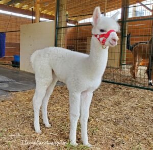 alpaca/llama hybrid cria - born to Twizzle a huarizo and most likely with an alpaca father