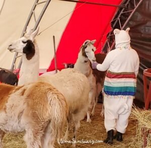 Dressing up as an alpaca might be the best idea when waling among them