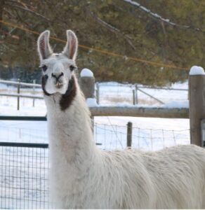 Heidi llama surrendered to The Llama Sanctuary when owner became ill